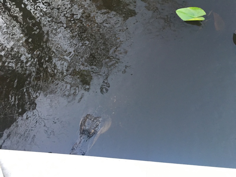 airboat tour miami beach